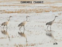 sandhill cranes